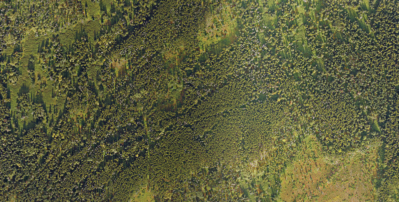 Forestry Survey